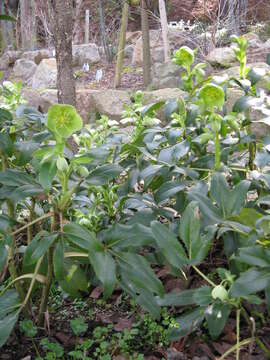 Image of Corsican hellebore