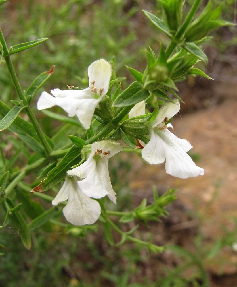 Image de Stachys glutinosa L.