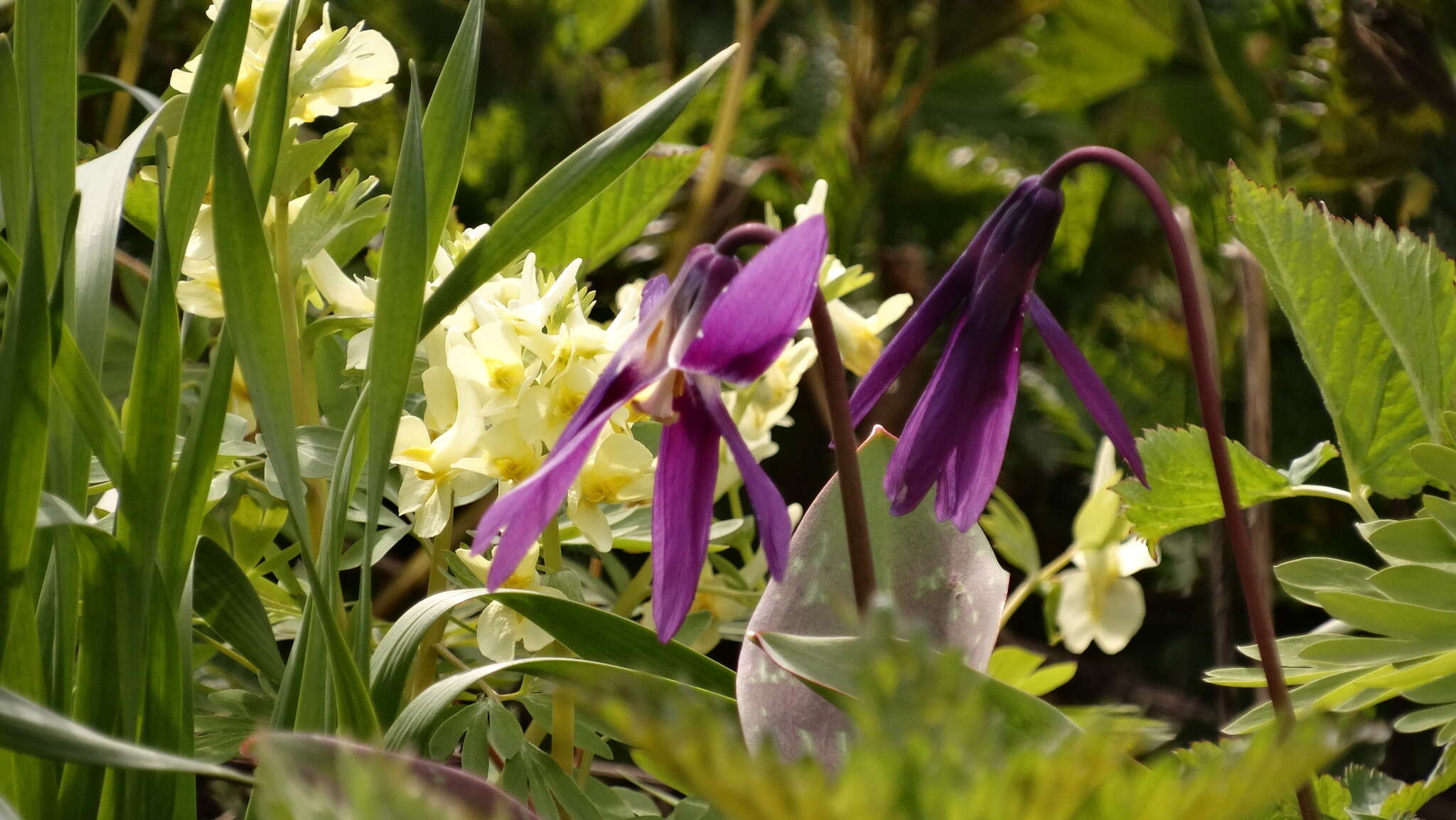 Imagem de Erythronium sibiricum (Fisch. & C. A. Mey.) Krylov