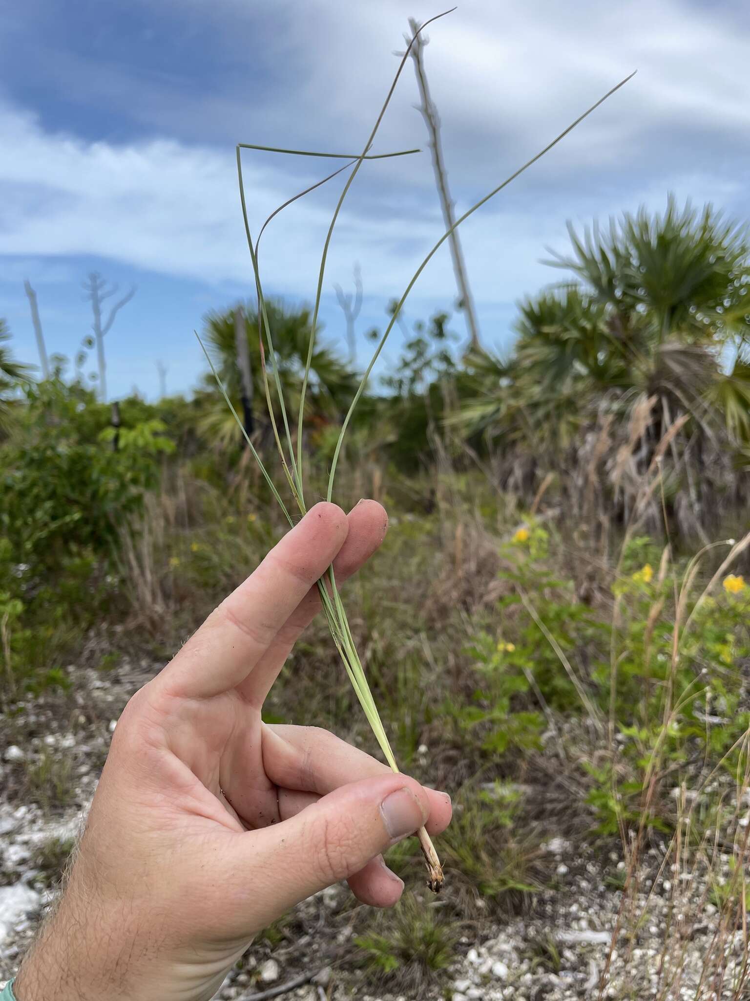 Image of Andropogon miamiensis