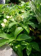 Image of lenten-rose