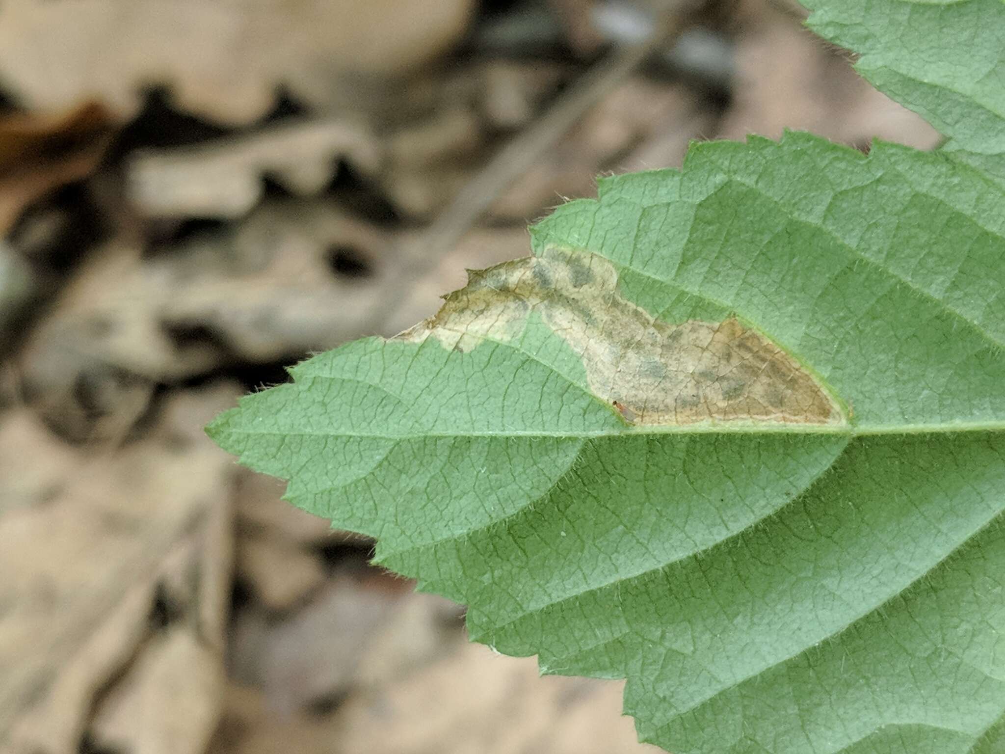 Image of Ectoedemia rubifoliella (Clemens 1860) Wilkinson et al. 1979