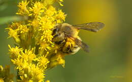 Image of Hairy-banded Andrena