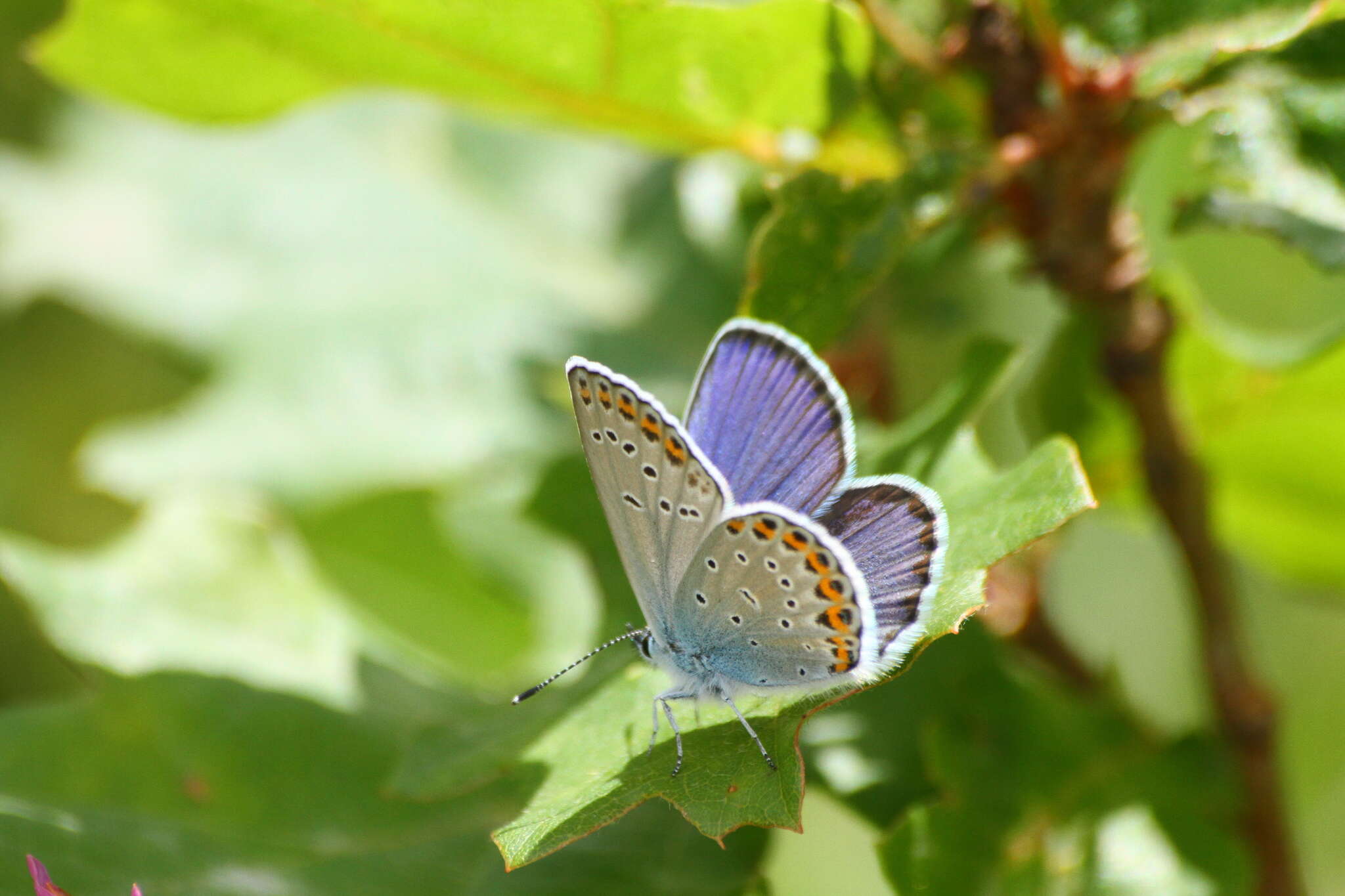 Image of Plebejus argyrognomon (Bergsträsser (1779))