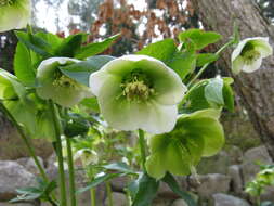 Image of lenten-rose