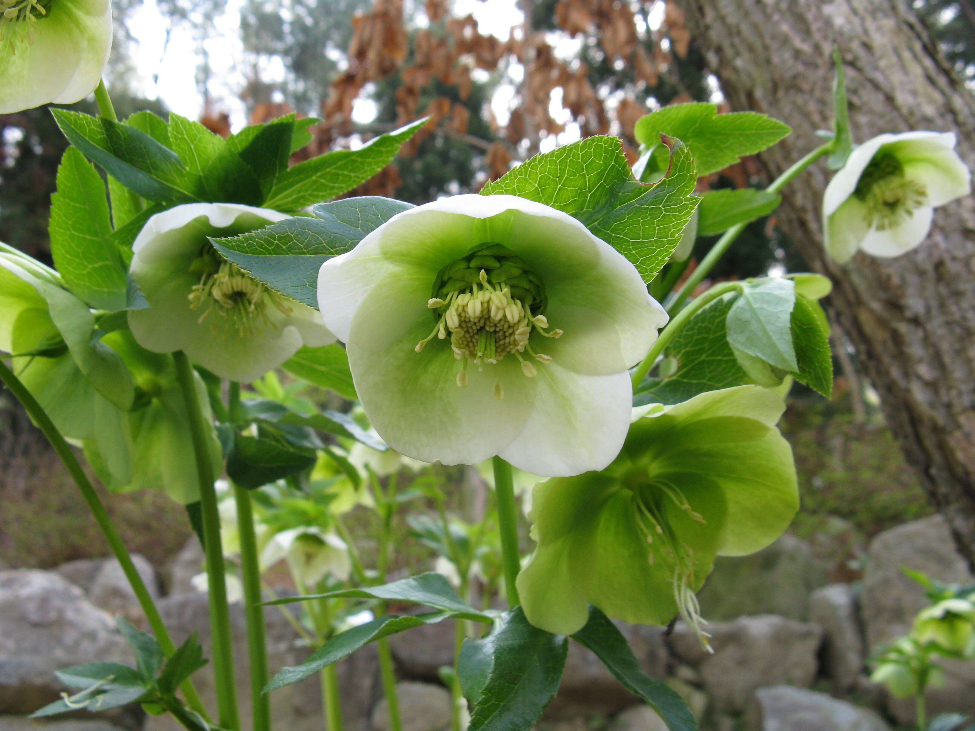 Image of lenten-rose