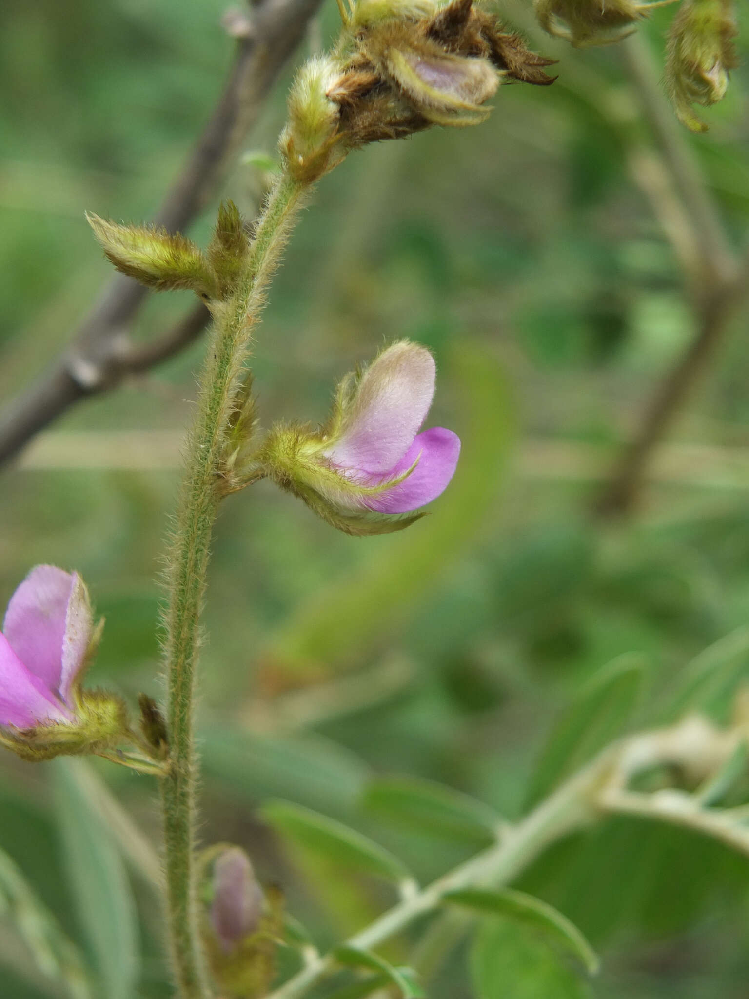 Tephrosia villosa (L.) Pers.的圖片