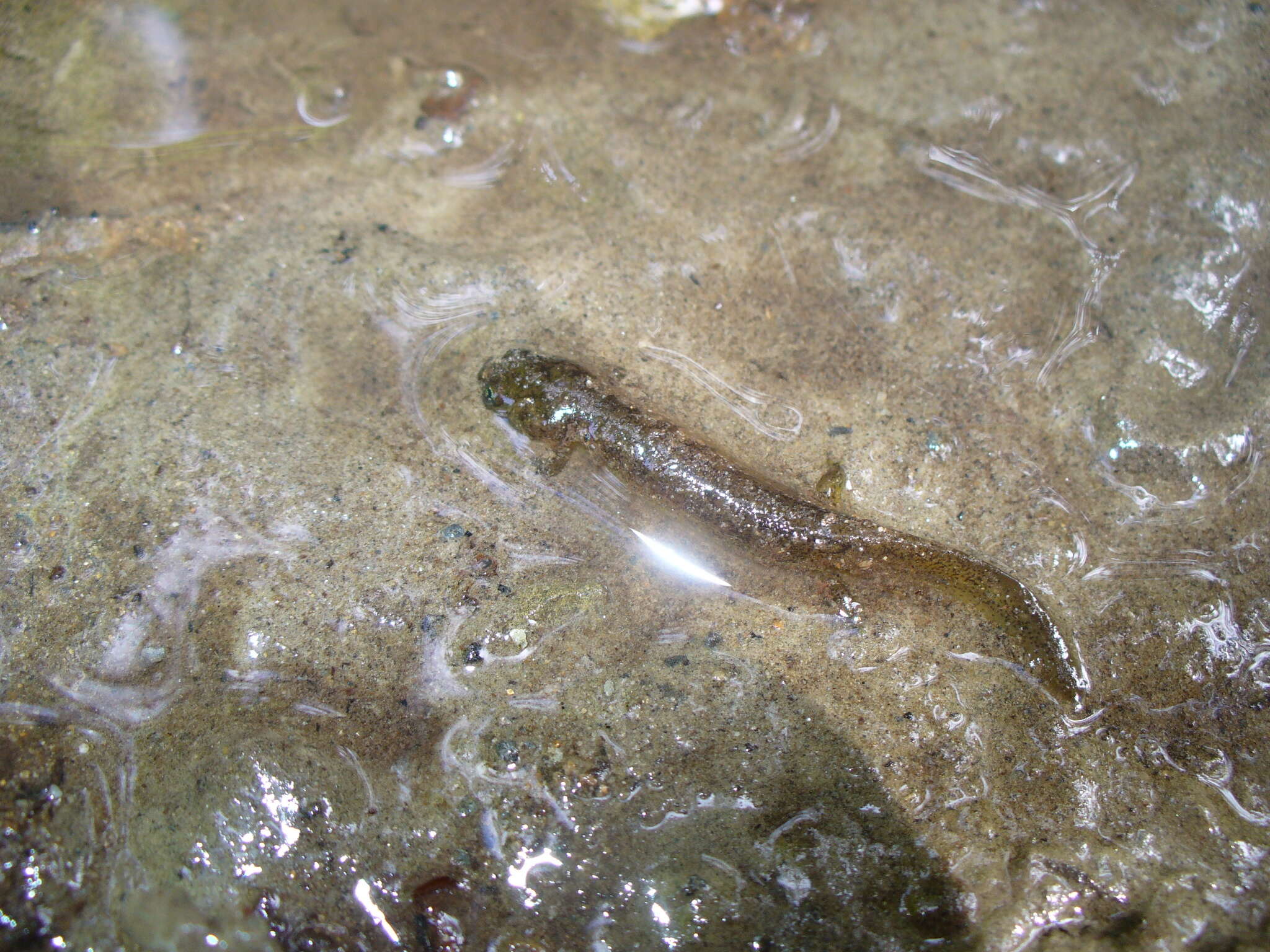 Image of Olympic Torrent Salamander