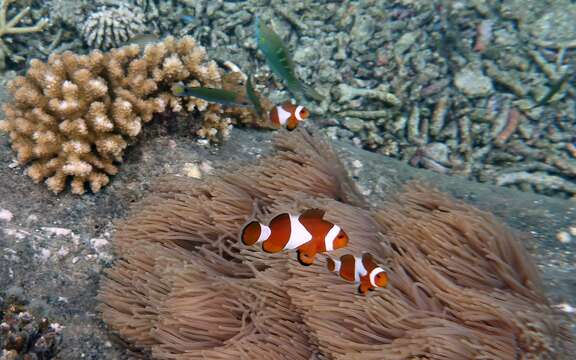 Imagem de Amphiprion ocellaris Cuvier 1830