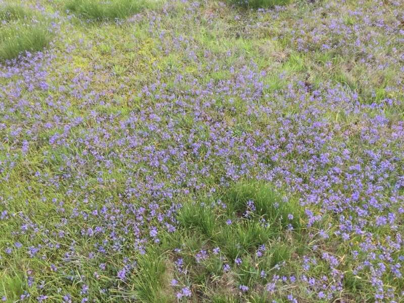 Image of Scilla verna subsp. ramburii (Boiss.) K. Richt.