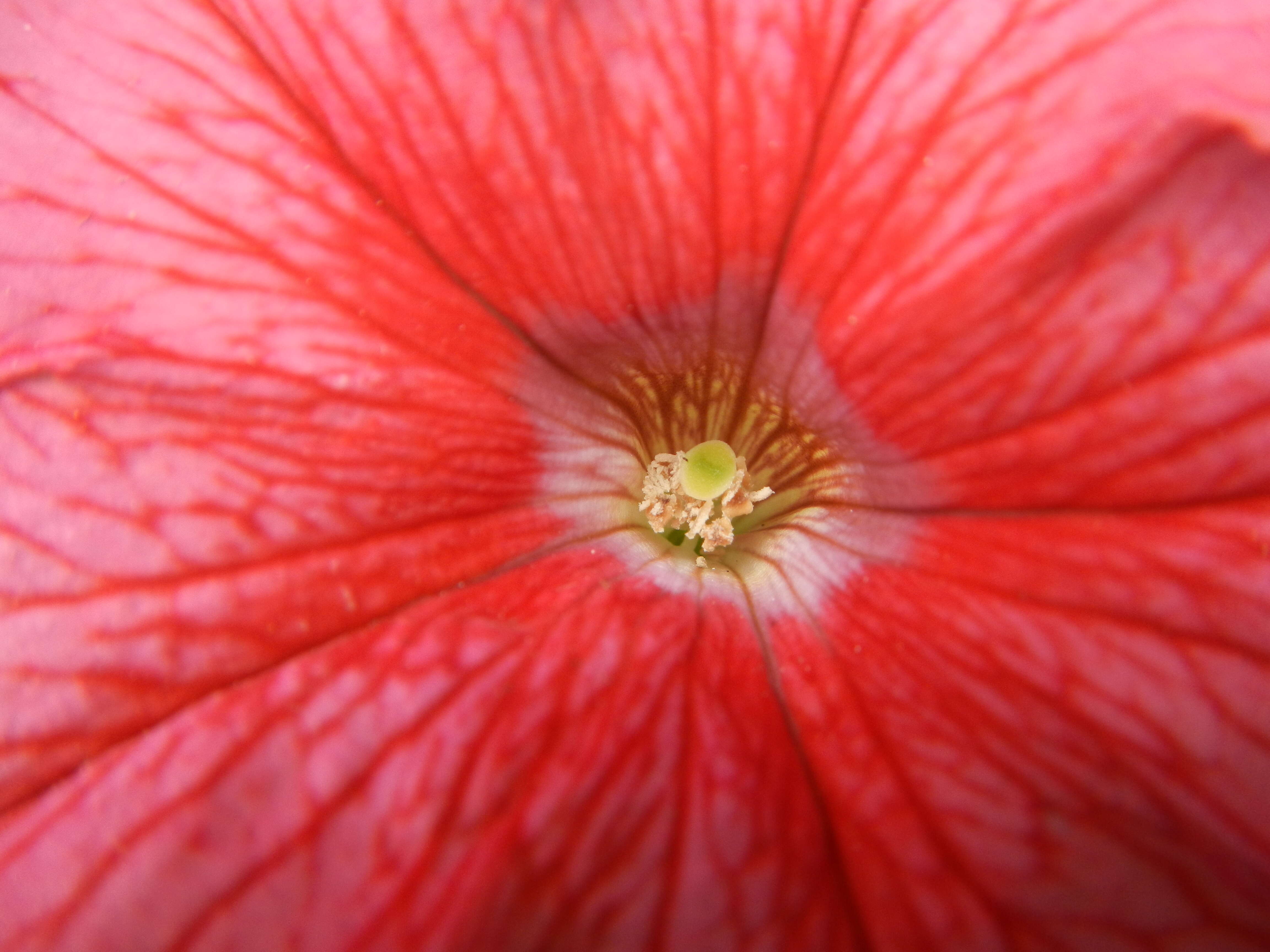 Image of petunia