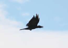 Imagem de Corvus macrorhynchos Wagler 1827