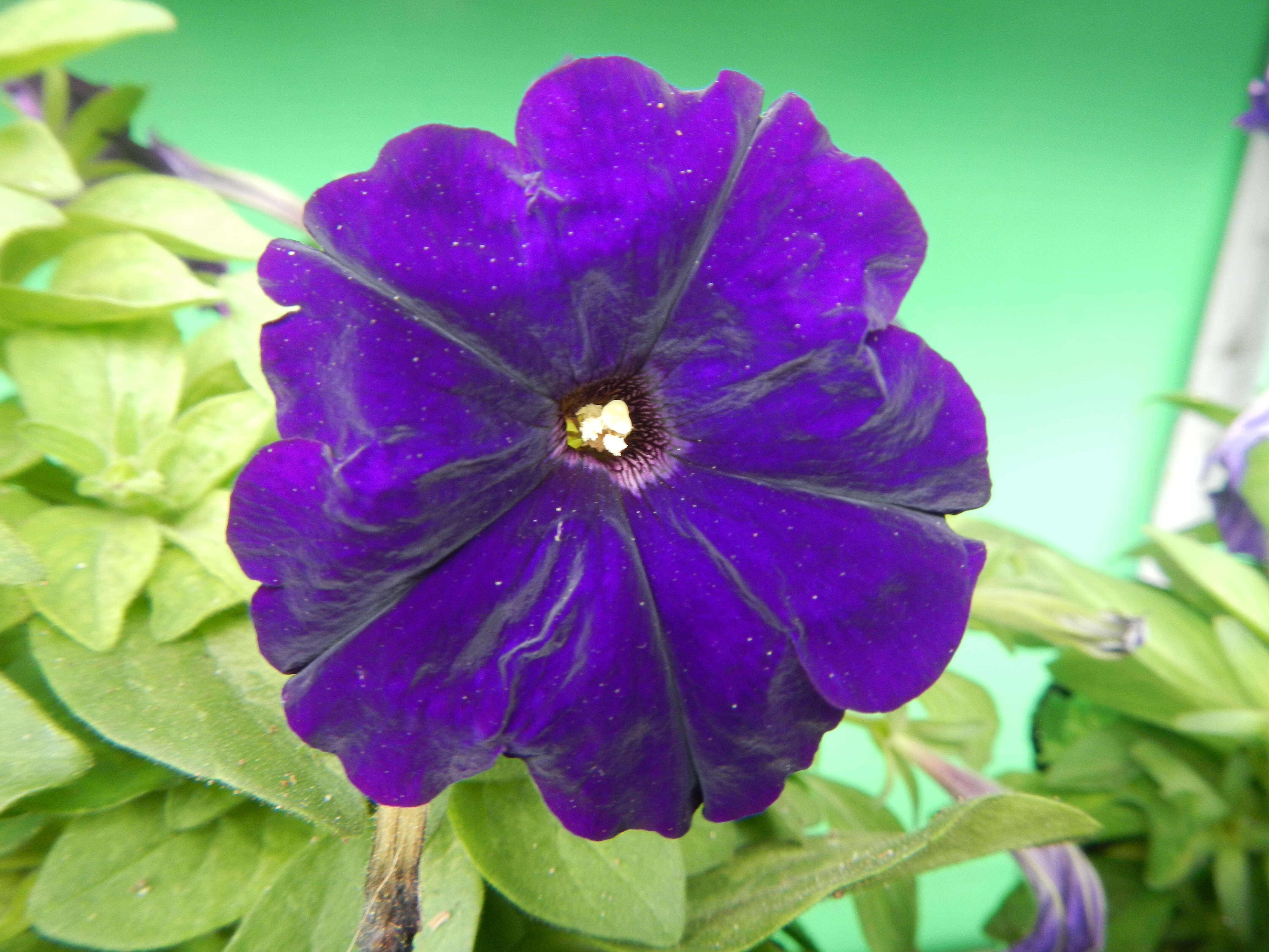 Image of petunia