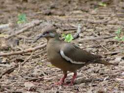 Image of White-winged Dove