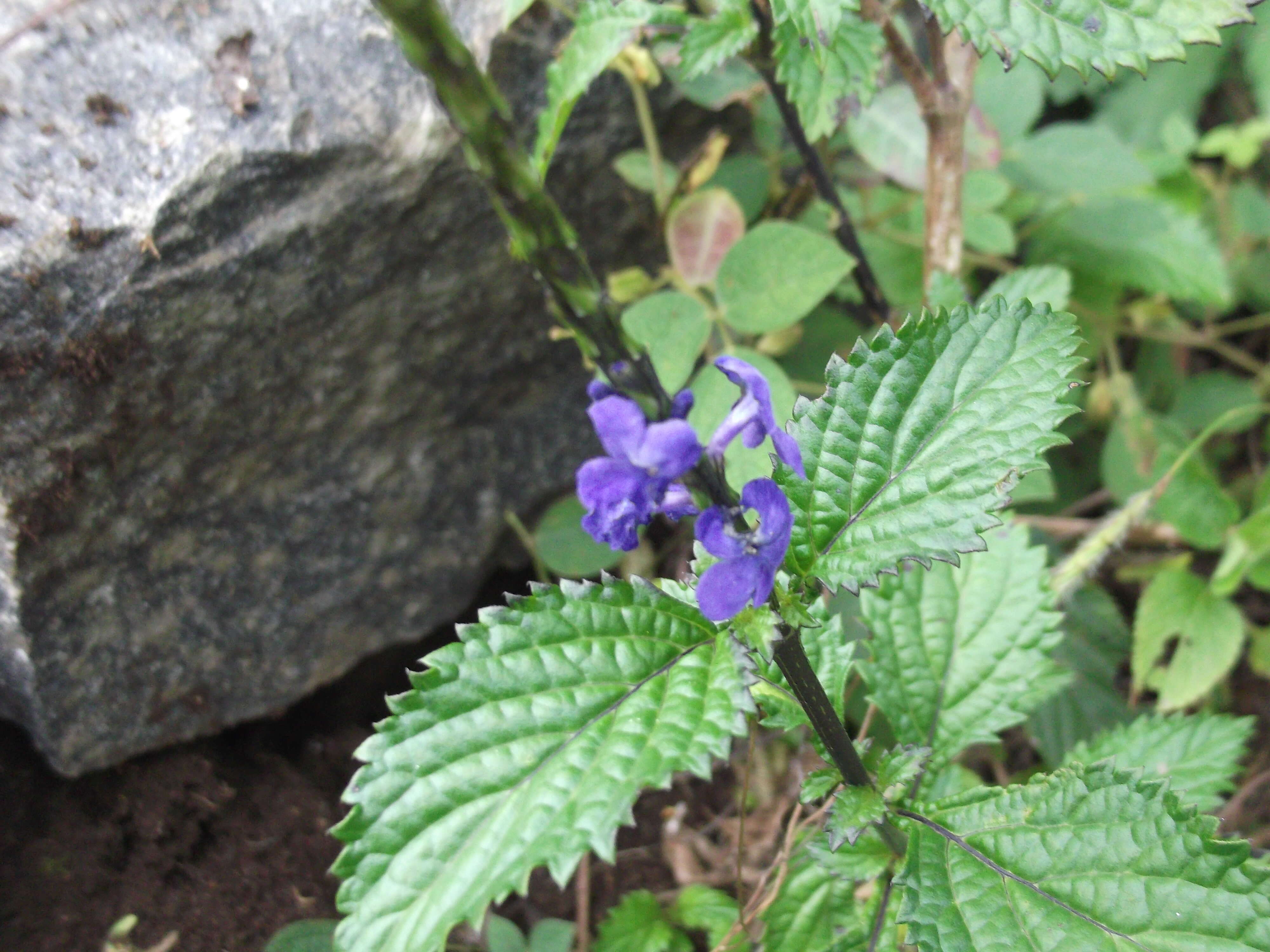 Image of light-blue snakeweed