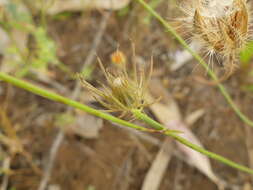 Imagem de Tolpis umbellata Bert.