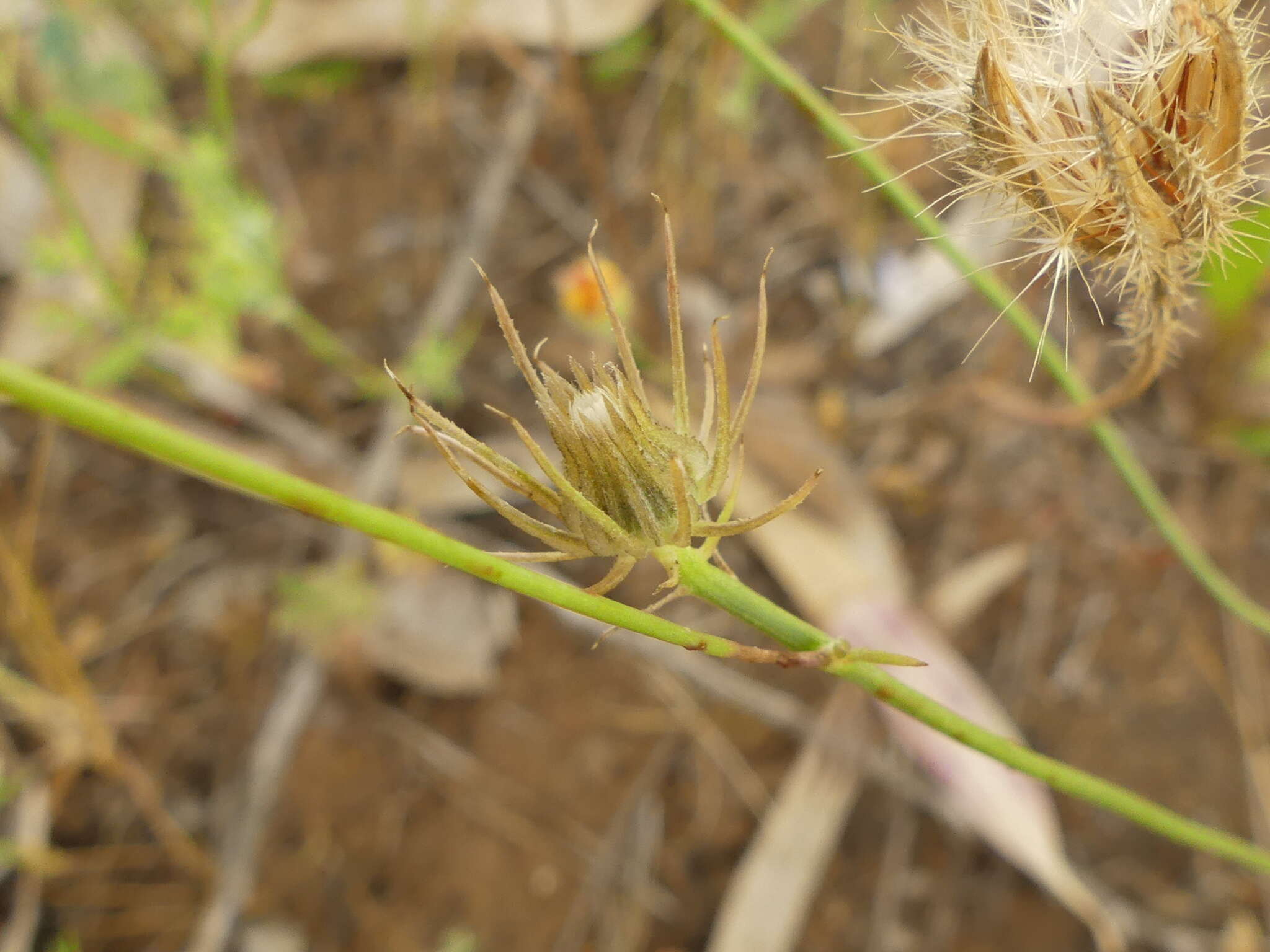 Imagem de Tolpis umbellata Bert.