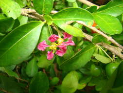 Image of Barbados cherry