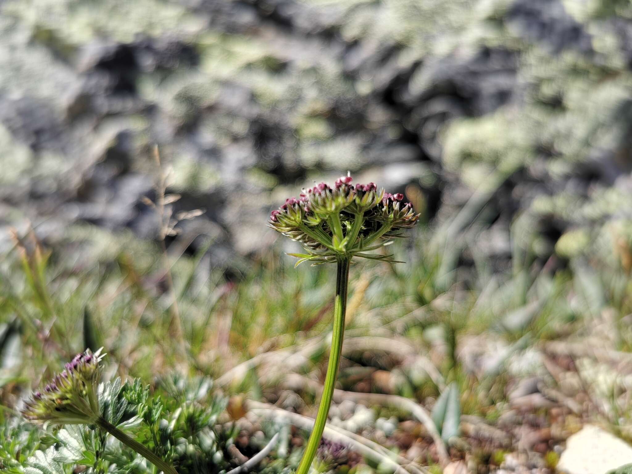 Imagem de Pachypleurum simplex (L.) Rchb.