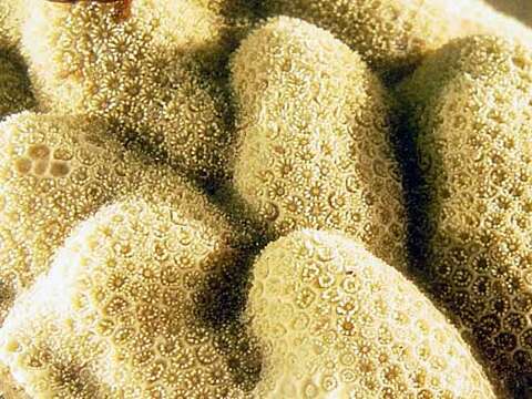 Image of Finger Coral