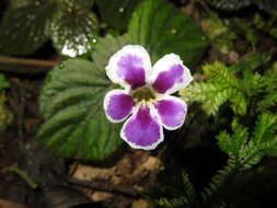 Imagem de Diastema urticifolium (Poepp.) Benth. ex Walp.