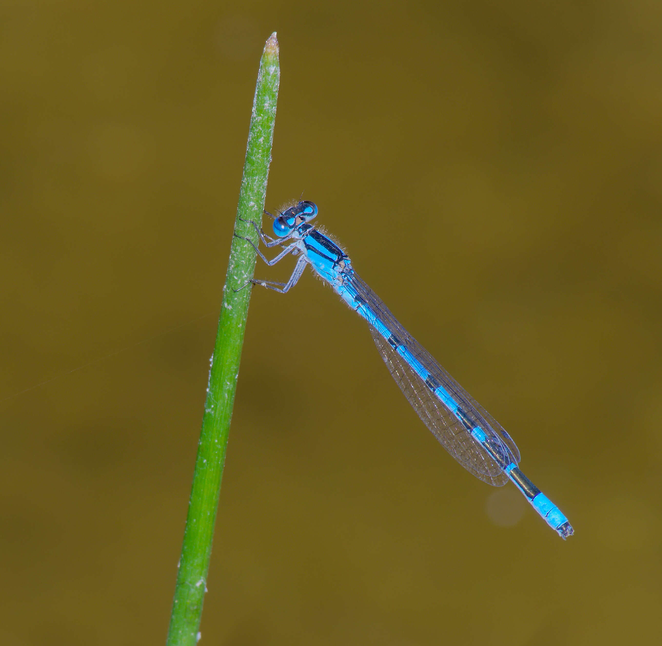 Image of Common Blue Damselfly