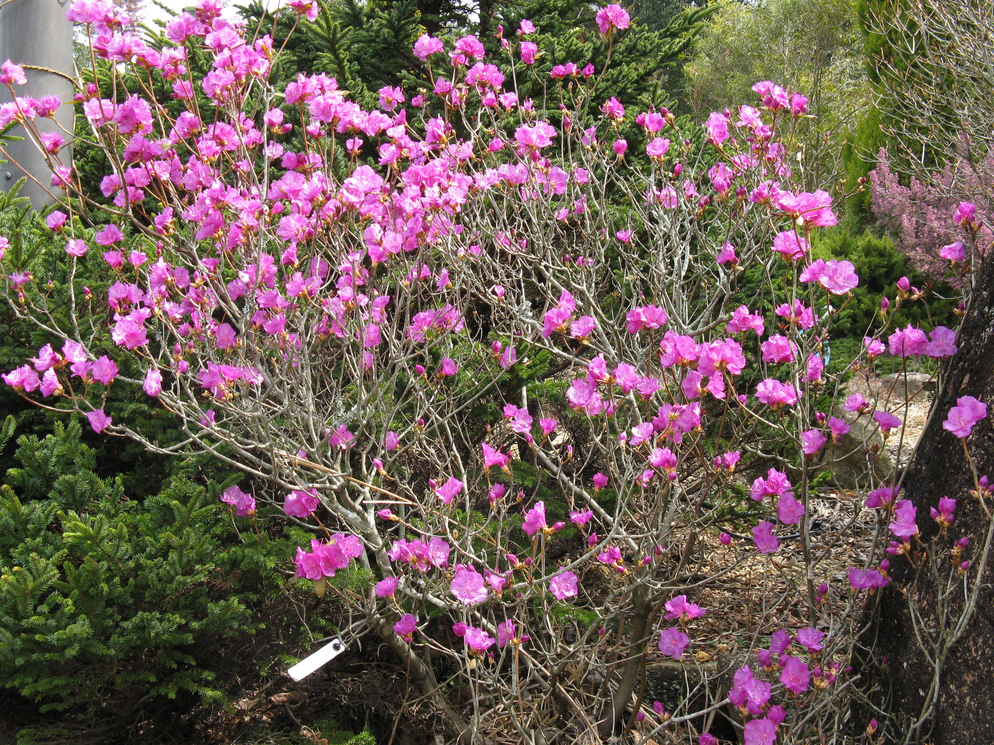 صورة Rhododendron dauricum L.