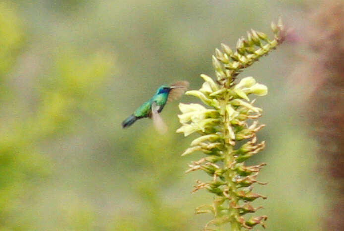 Image de Colibri anaïs