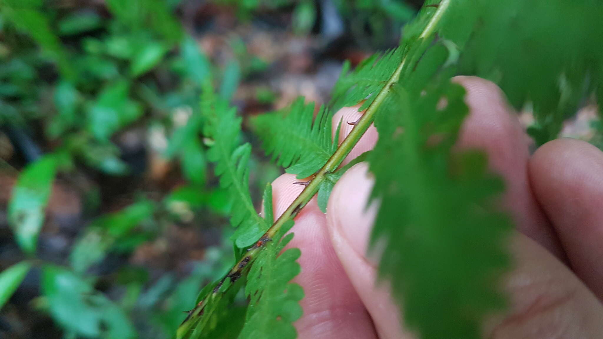 Cyathea microdonta (Desv.) Domin resmi