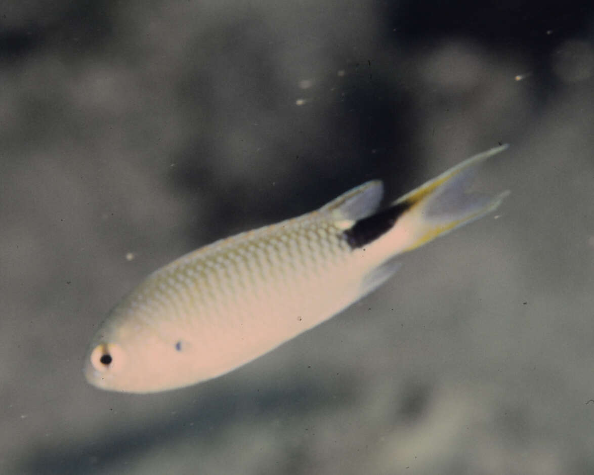 Image of Slender reef-damsel