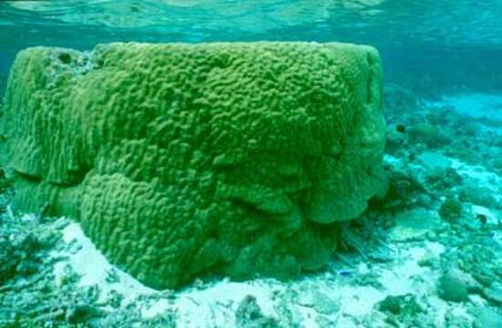 Image of Finger Coral