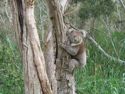 Image of koalas