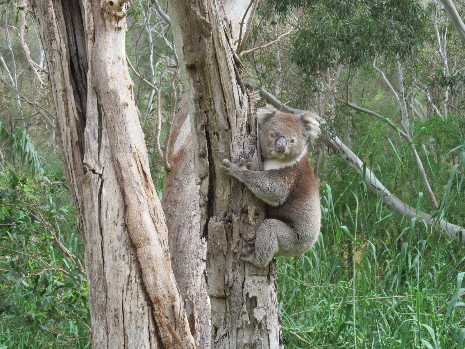 Image of koalas