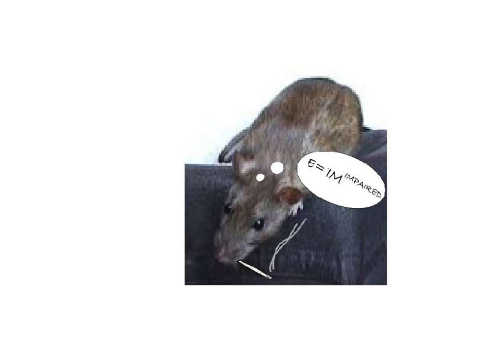 Image de Rattus norvegicus f. domestica