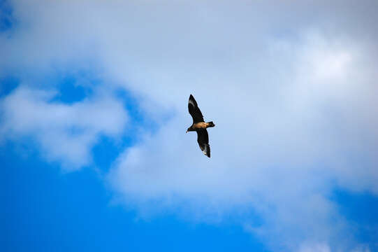 Image of Chilean Skua