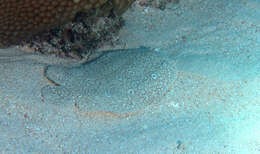 Image of Peacock sole