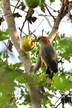 Image of Yucatan Woodpecker