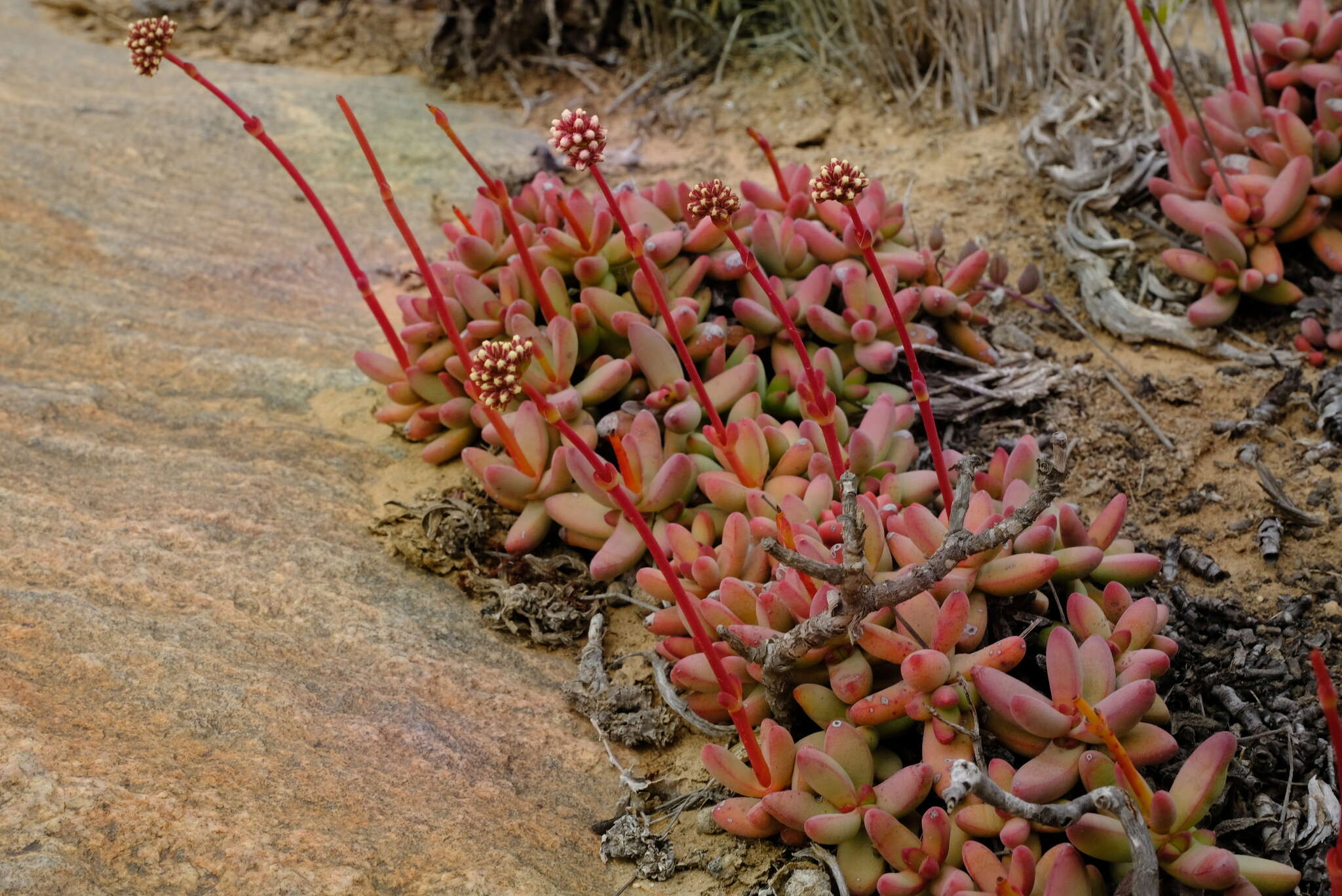 Image of Crassula nudicaulis var. herrei (Friedr.) Tölken