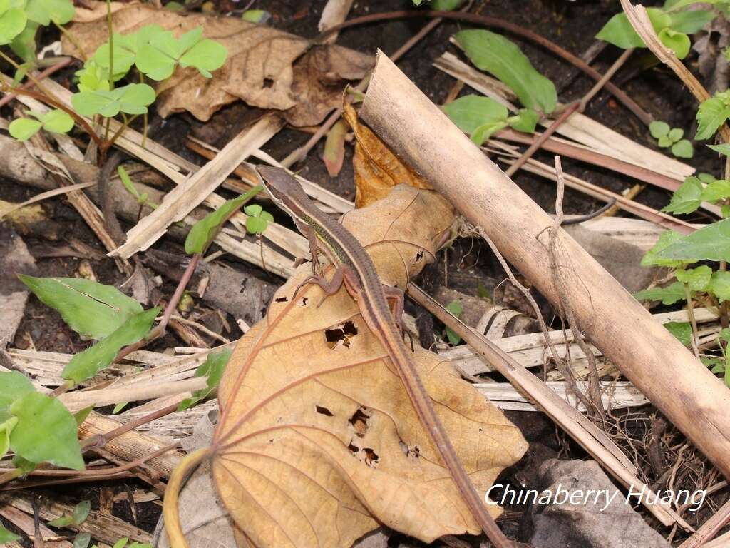 Image de Takydromus viridipunctatus Lue & Lin 2008