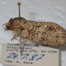 Image of Acronicta carbonaria Graeser 1889