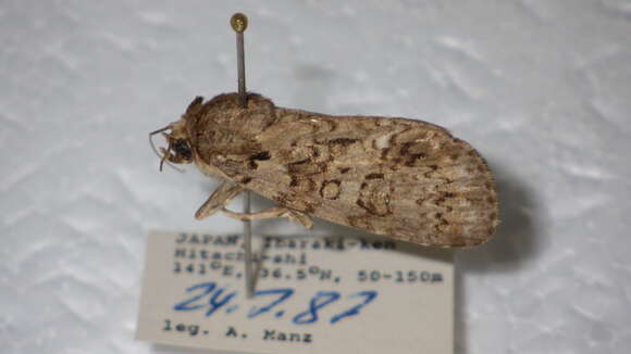 Image of Acronicta carbonaria Graeser 1889