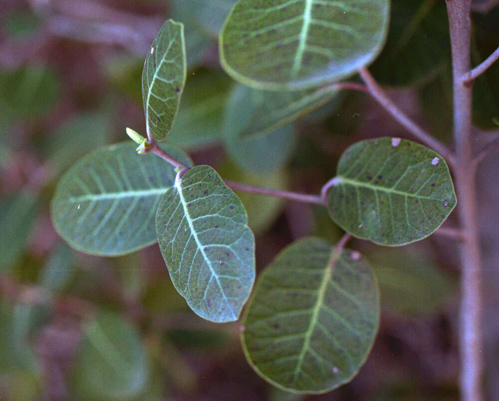 Image of Kearney's sumac