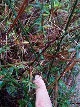 Image of Carolina St. John's-Wort