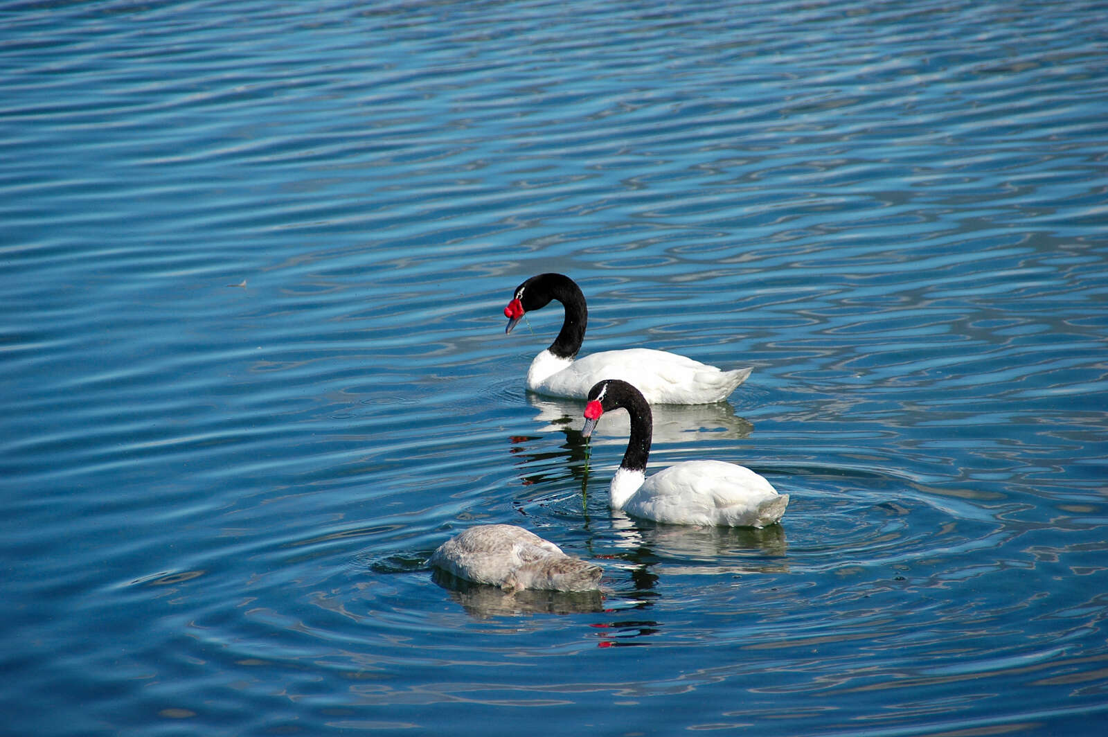 Imagem de Cisne-de-pescoço-preto