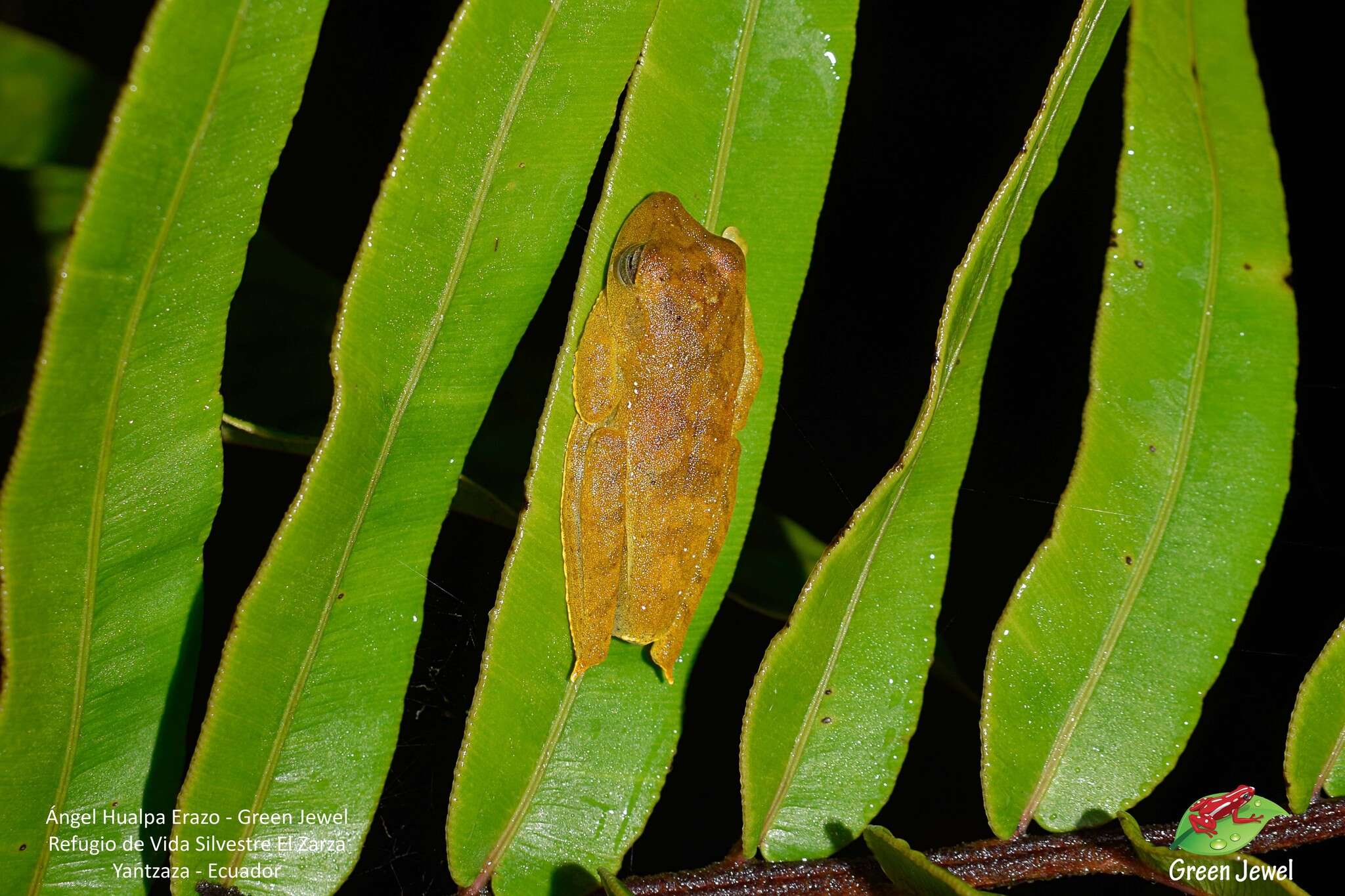 Image of Gunther's Banded Treefrog