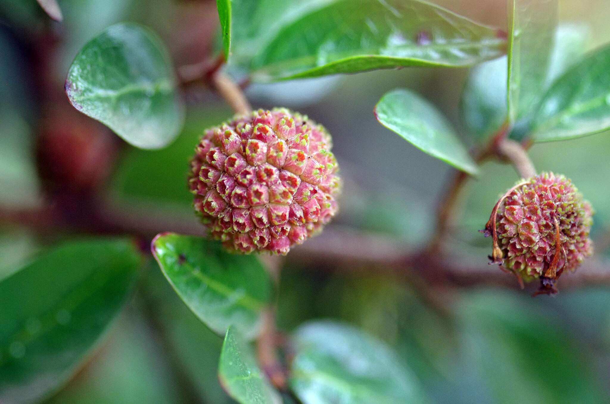 Image of Strawberry bush