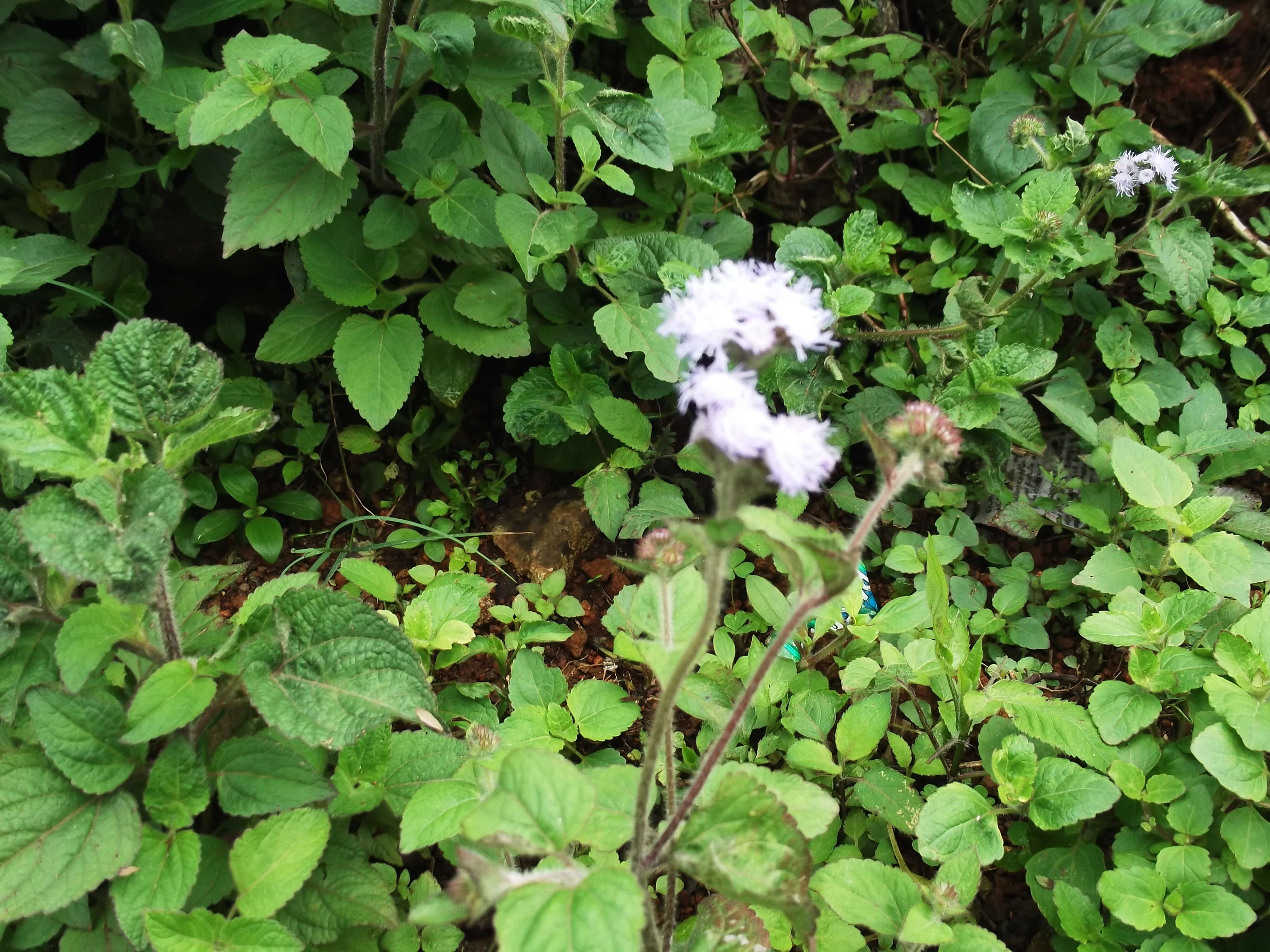 Imagem de Ageratum houstonianum Mill.