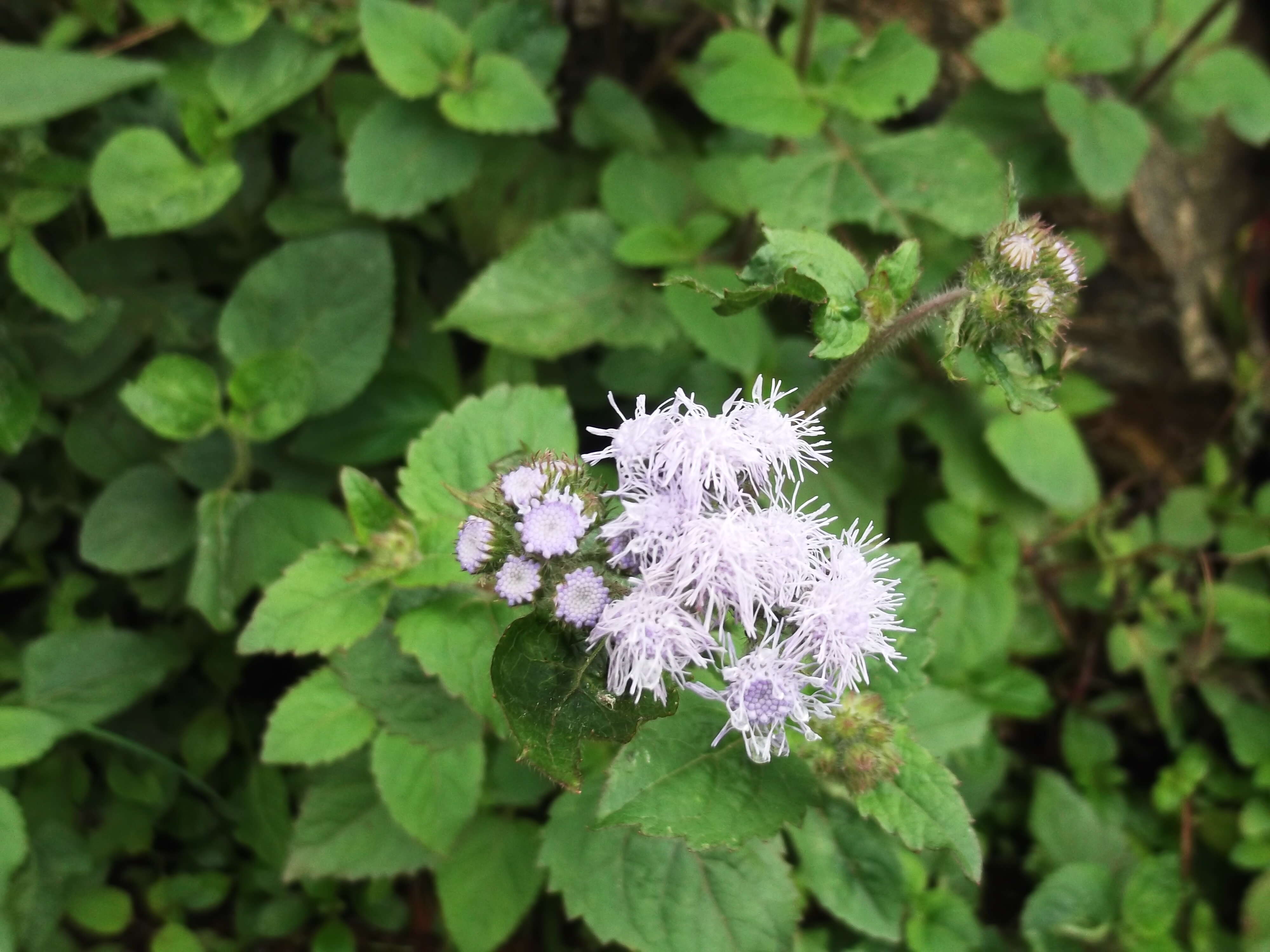 Imagem de Ageratum houstonianum Mill.