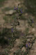 Imagem de Salvia jordanii