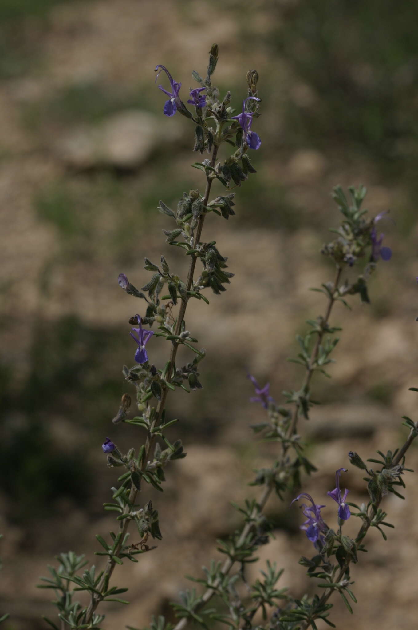 Слика од Salvia jordanii